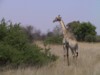 Giraffe at Moremi