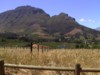 Stellenbosch fields